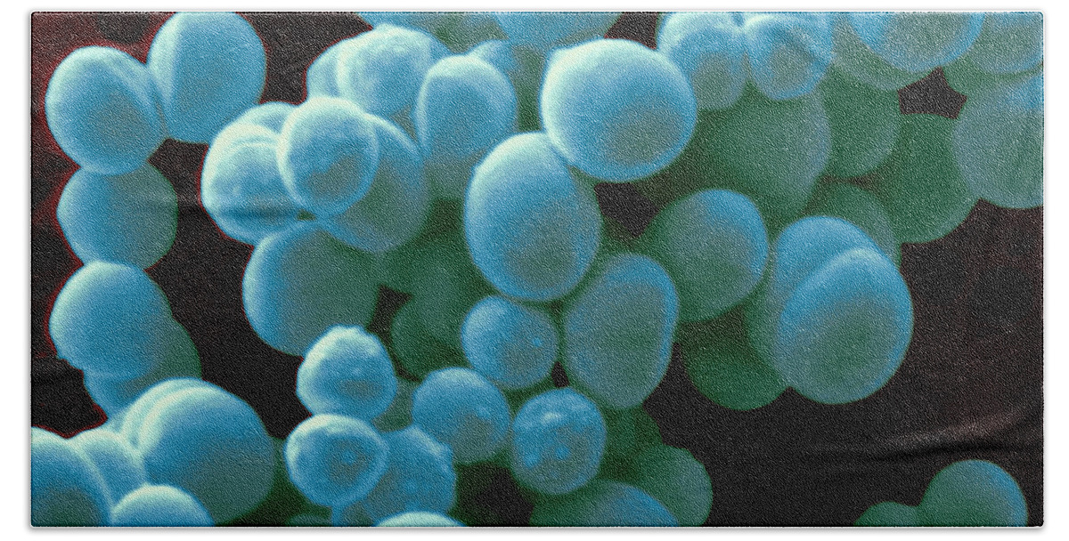 Staphylococcus Xylosus Beach Towel featuring the photograph Staphylococcus Xylosus by Scimat