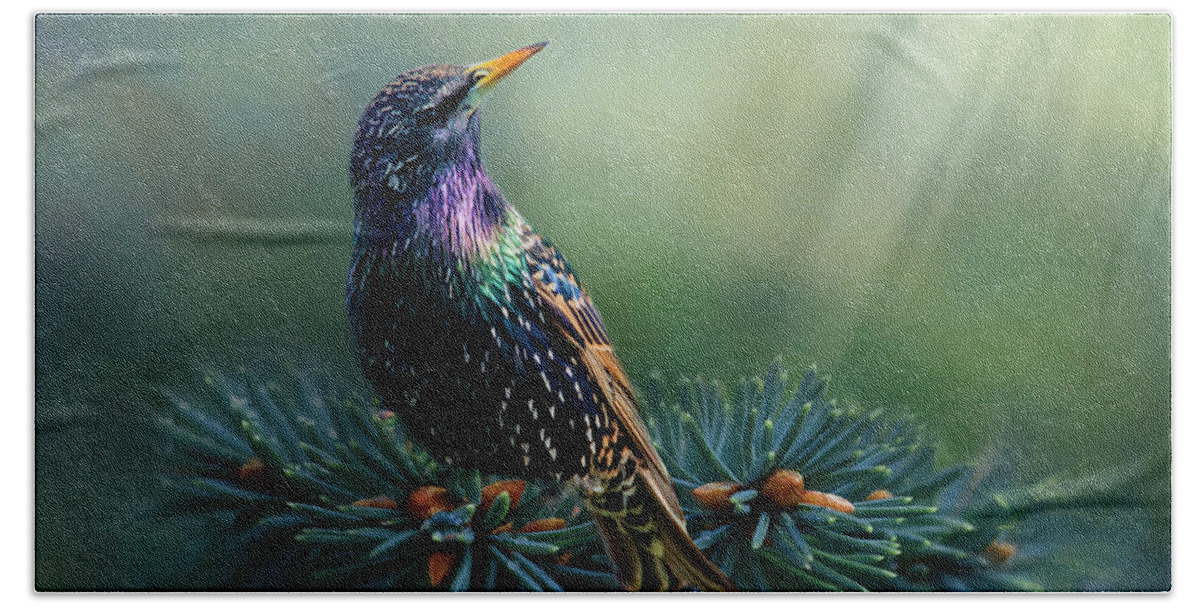 Bird Beach Towel featuring the photograph Starling by Cathy Kovarik