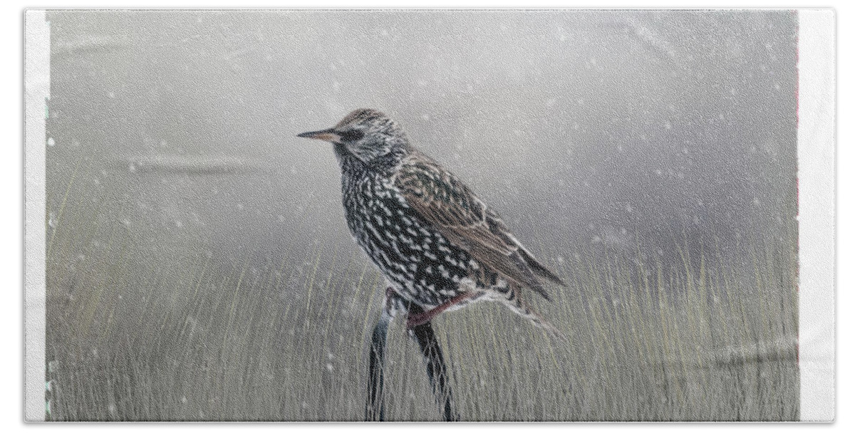 Avian Beach Towel featuring the photograph Starling In Winter by Cathy Kovarik