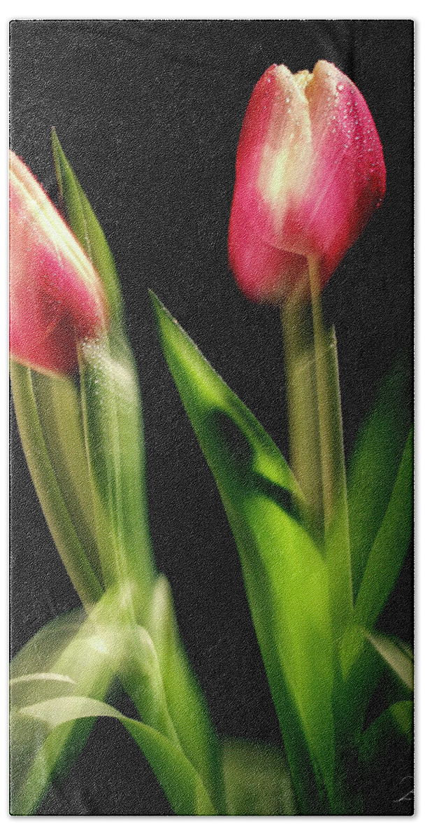Tulips Beach Towel featuring the photograph Starting to Bloom by Frederic A Reinecke