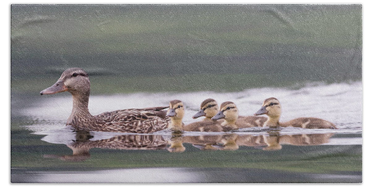 Duck Beach Sheet featuring the photograph Stay in line... by Ian Sempowski