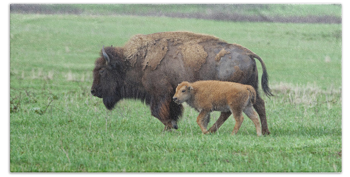 Bison Beach Towel featuring the photograph Staying Close to Mom by Alan Hutchins