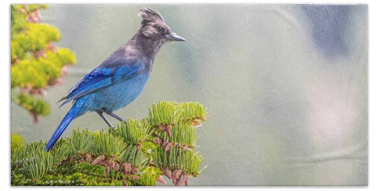Stellars Jay Tahoe Bird Blue Beach Towel featuring the photograph Stellers Jay by Martin Gollery