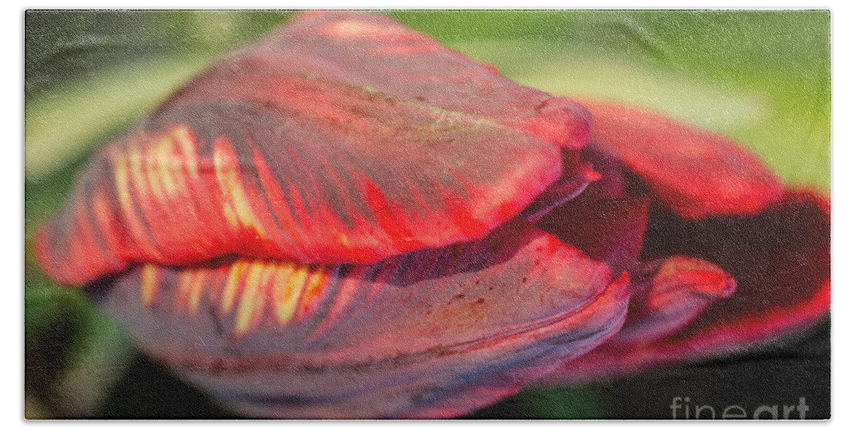 Iris Holzer Richardson Beach Towel featuring the photograph Striped red Tulip by Iris Richardson
