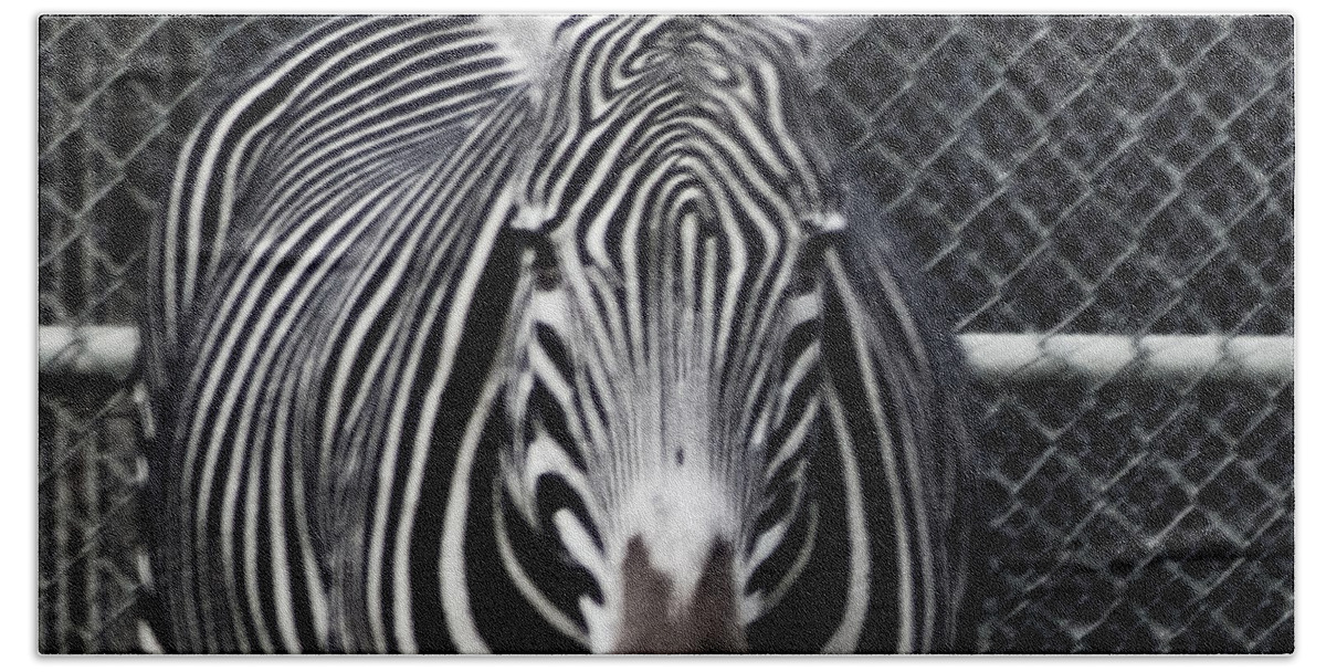 Zebra Beach Towel featuring the photograph Stripes and Chain-link by Angus HOOPER III