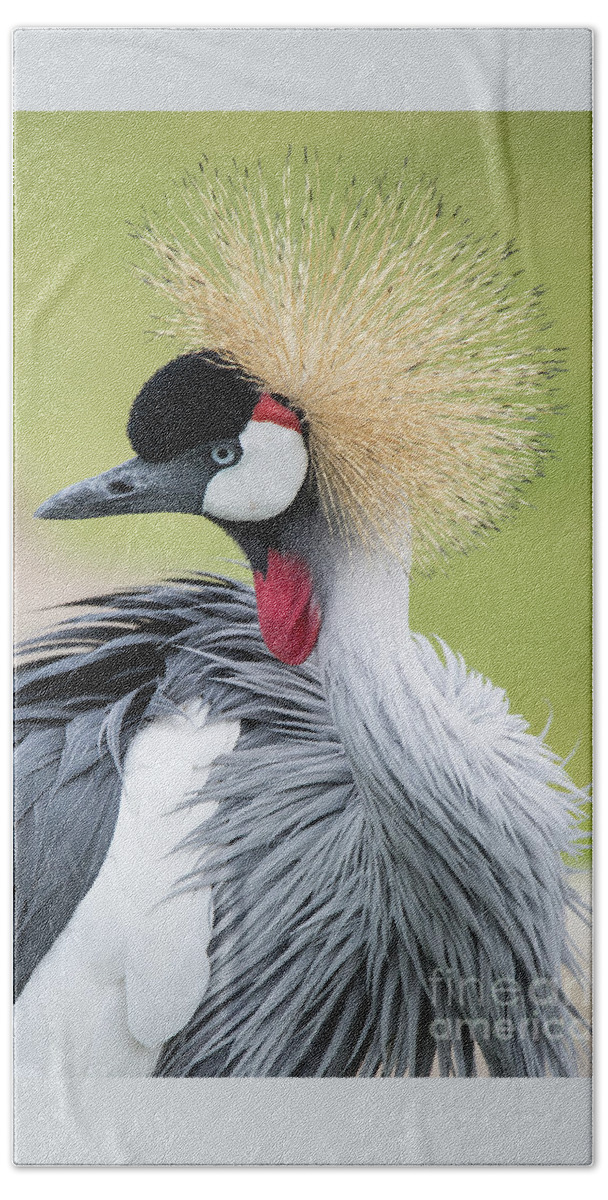 Cincinnati Zoo Bird Crown Crowned Crane Pretty Beach Towel featuring the photograph Strutting my Stuff by Ed Taylor
