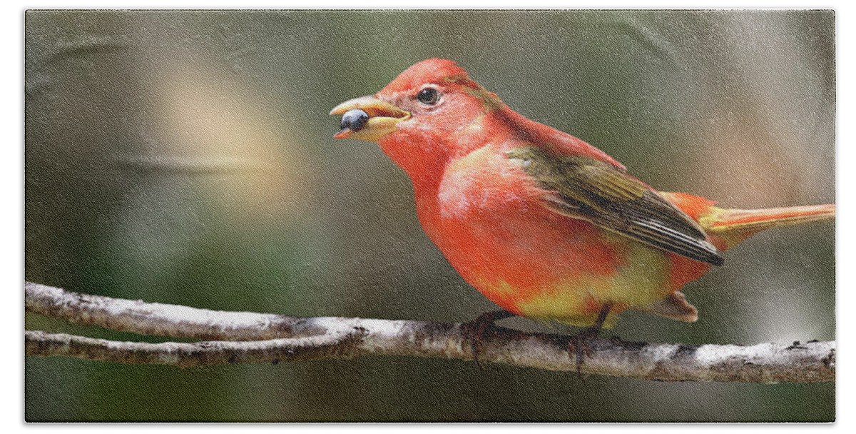 Summer Tanager Beach Towel featuring the photograph Stuffed Summer Tanager by Meg Rousher