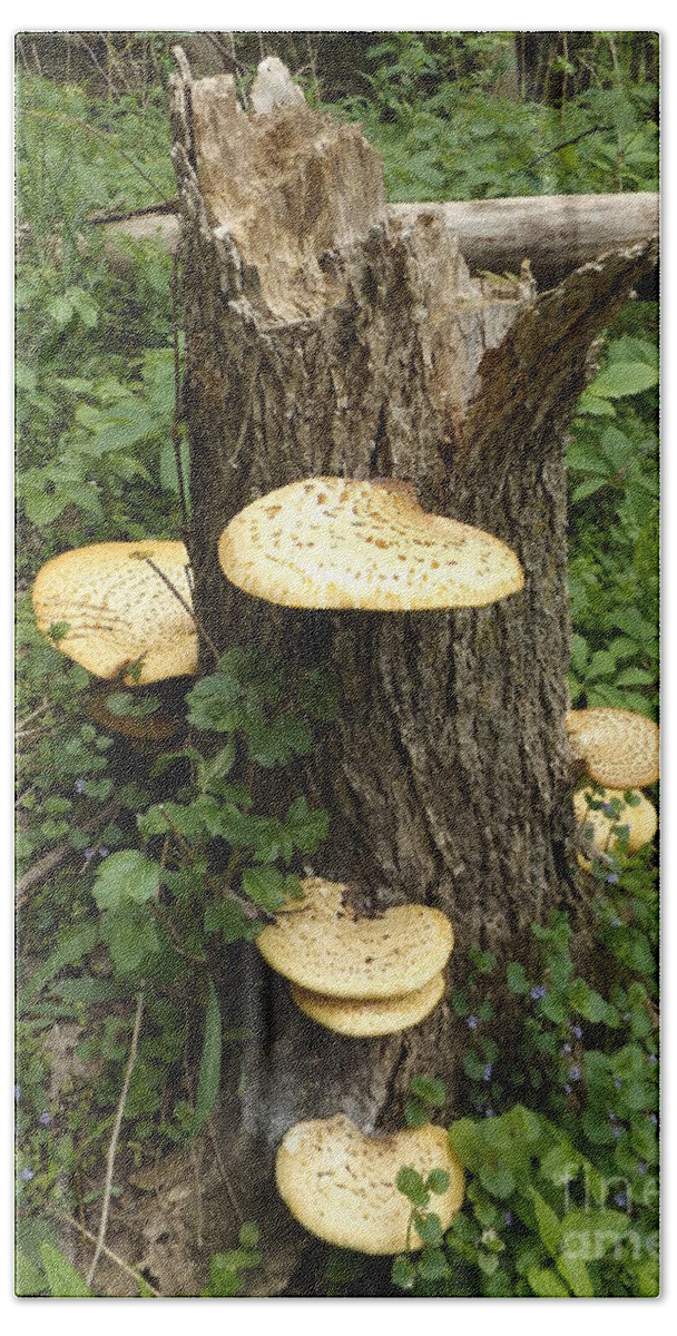 Nature Beach Towel featuring the photograph Stump with Mushrooms by Erick Schmidt
