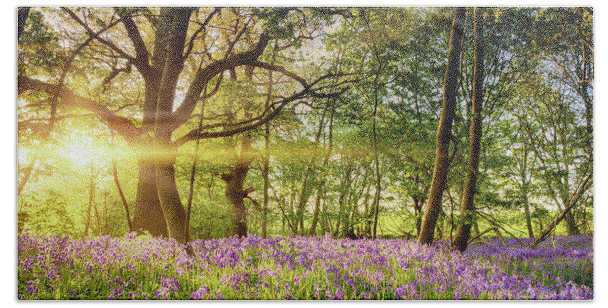 Beautiful Beach Towel featuring the photograph Stunning bluebell forest in spring sunrise by Simon Bratt