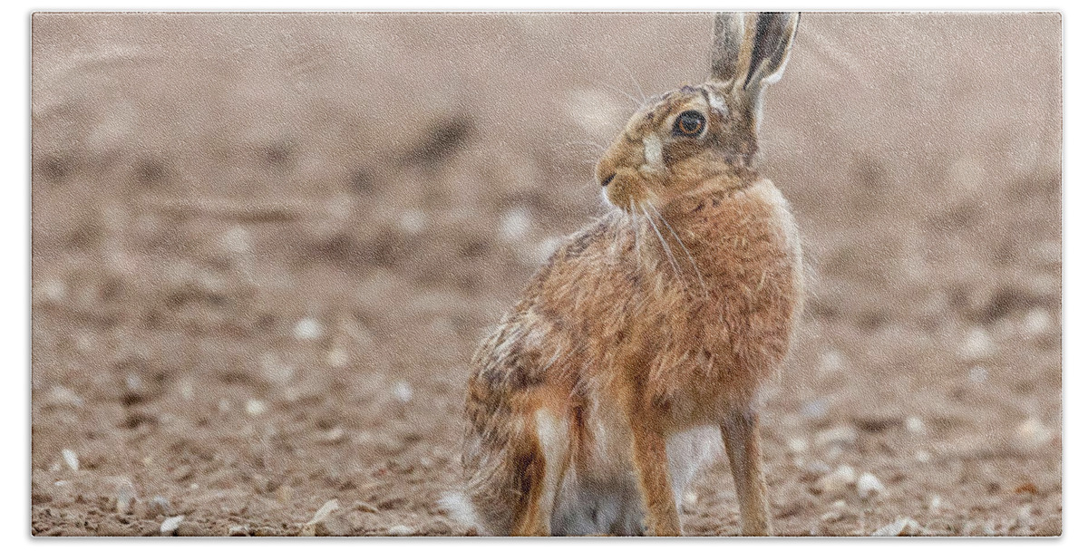 Hare Beach Towel featuring the photograph Stunning large wild brown european hare in the ploughed fields o by Simon Bratt