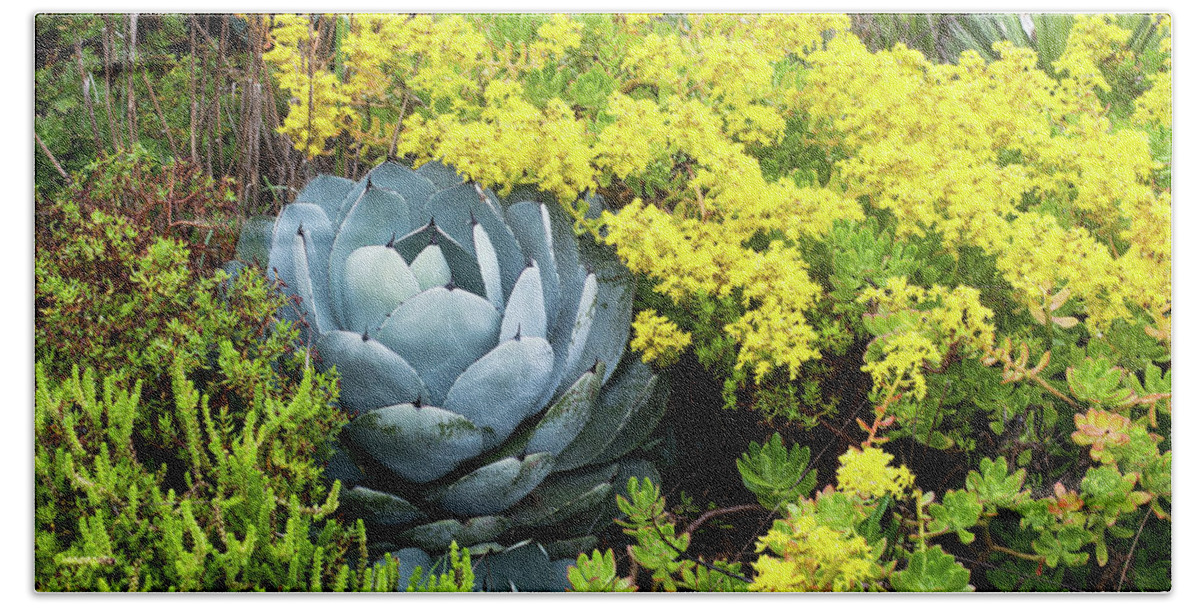 Succulents Beach Towel featuring the photograph Sucuclents by Catherine Lau