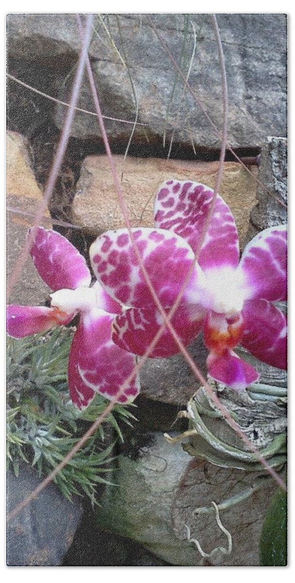 Orchid Beach Towel featuring the photograph Sugar and Spice by Pamela Henry