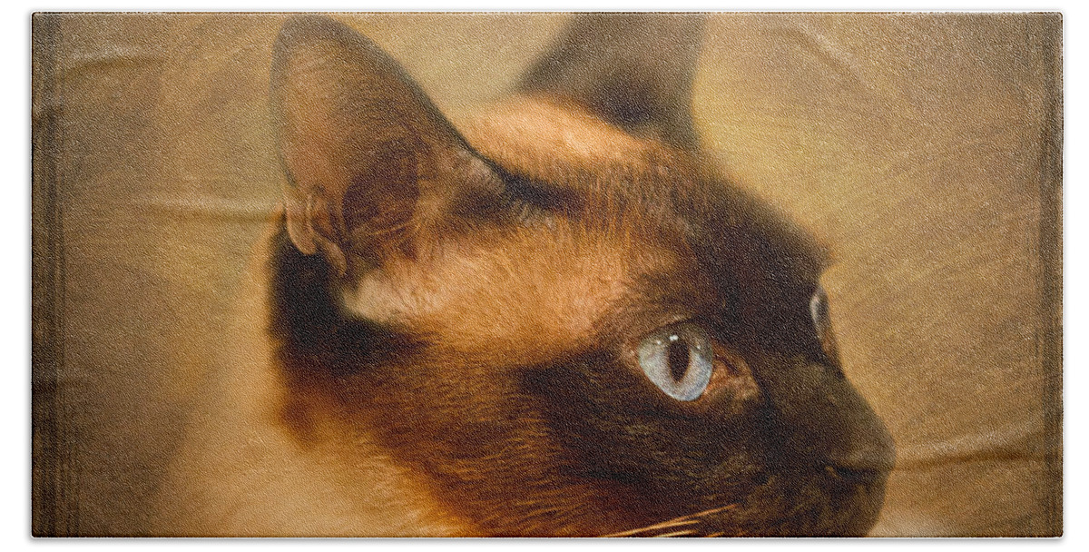 Siamese Beach Towel featuring the photograph SUKI a beautiful Siamese Cat by Louise Heusinkveld