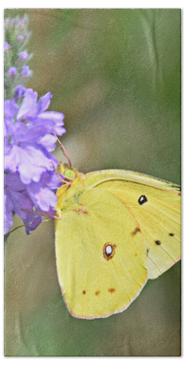 Sulfur Butterfly Beach Towel featuring the photograph Sulfur Butterfly by Kathy M Krause