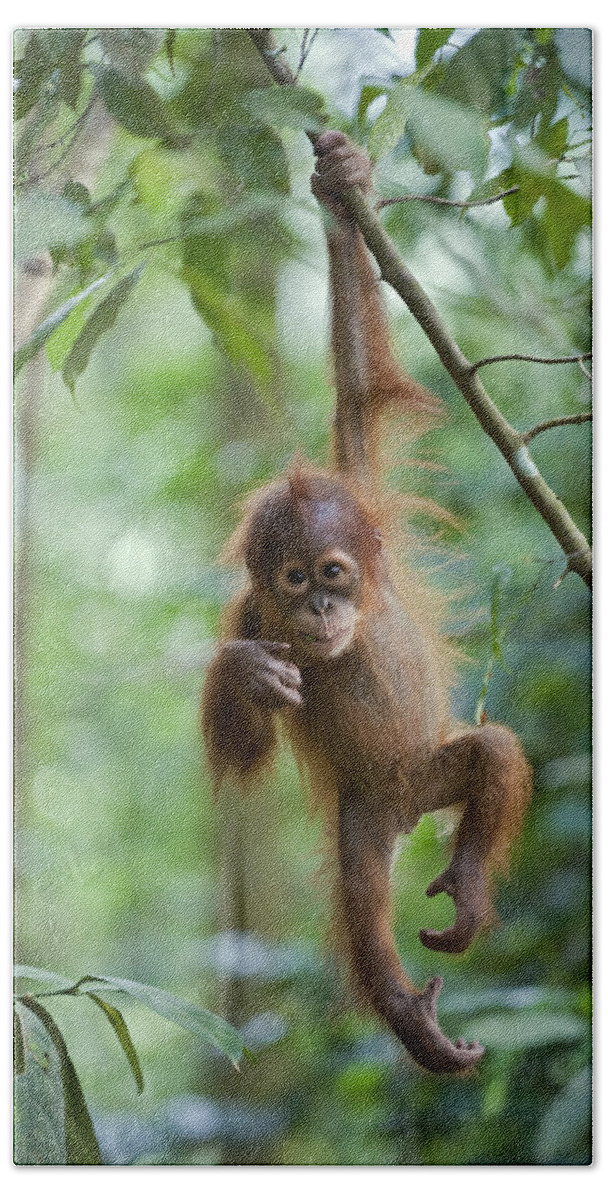 Mp Beach Towel featuring the photograph Sumatran Orangutan Pongo Abelii One by Suzi Eszterhas