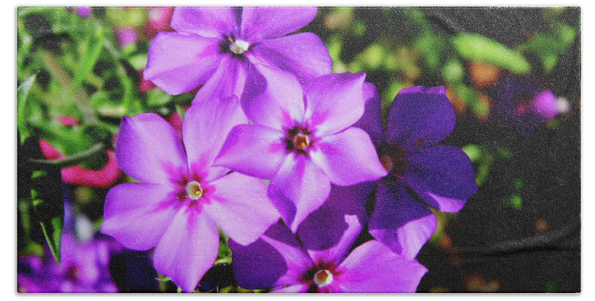 Phlox Beach Sheet featuring the photograph Summer Purple Phlox by D Hackett