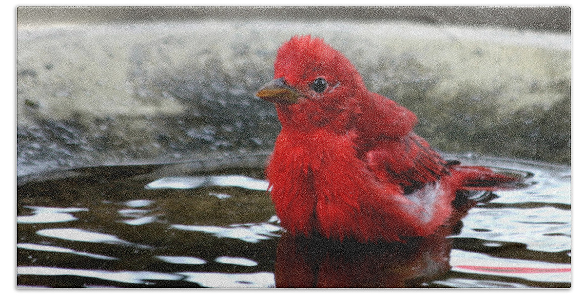 Nature Beach Towel featuring the photograph Summer Tanager in Bird Bath by Sheila Brown