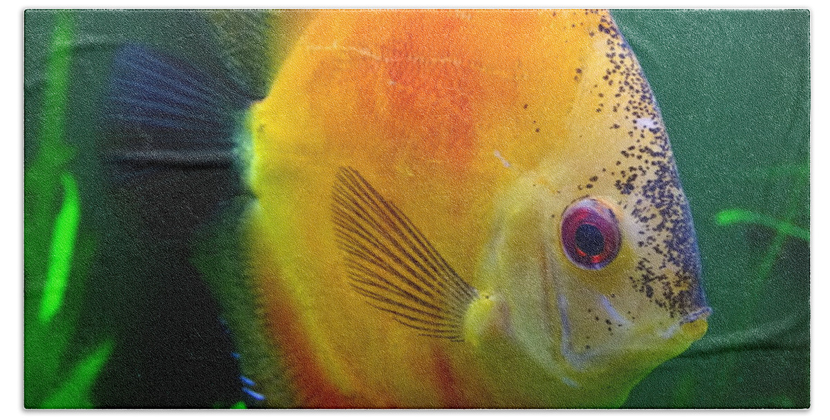 Orange Beach Towel featuring the photograph Sun Fish by Mary Halpin