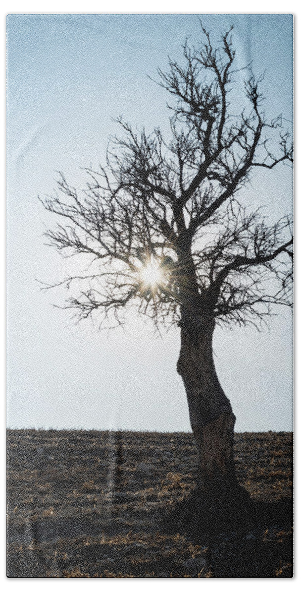 Inspiration Beach Towel featuring the photograph Sun rays and bare lonely tree by Michalakis Ppalis