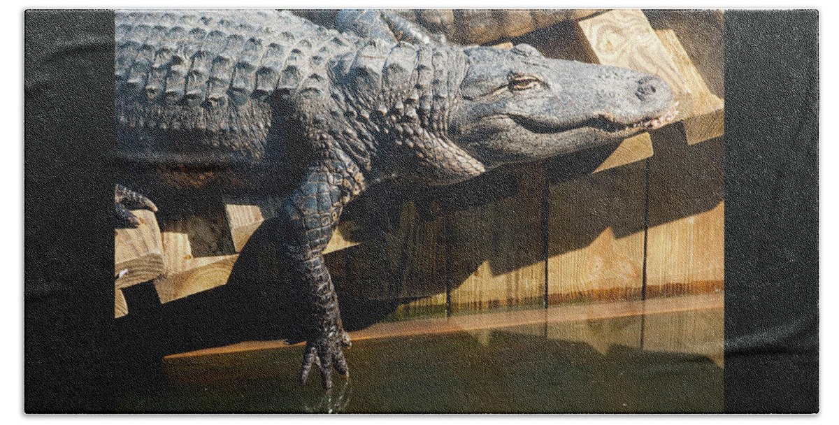 Alligator Beach Sheet featuring the photograph Sunbathing Gator by Carolyn Marshall