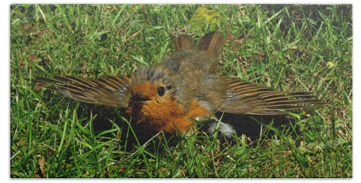 Robin Beach Towel featuring the photograph Sunbathing Robin by John Topman