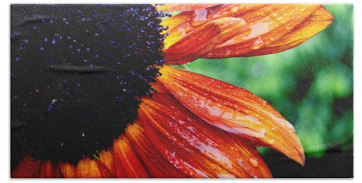 Sunflower Beach Towel featuring the photograph Sunflower and Raindrops by Beth Collins
