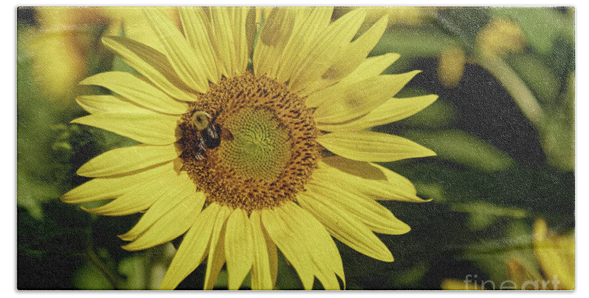 Sunflower Beach Towel featuring the photograph Sunflower Bumble by Natural Focal Point Photography