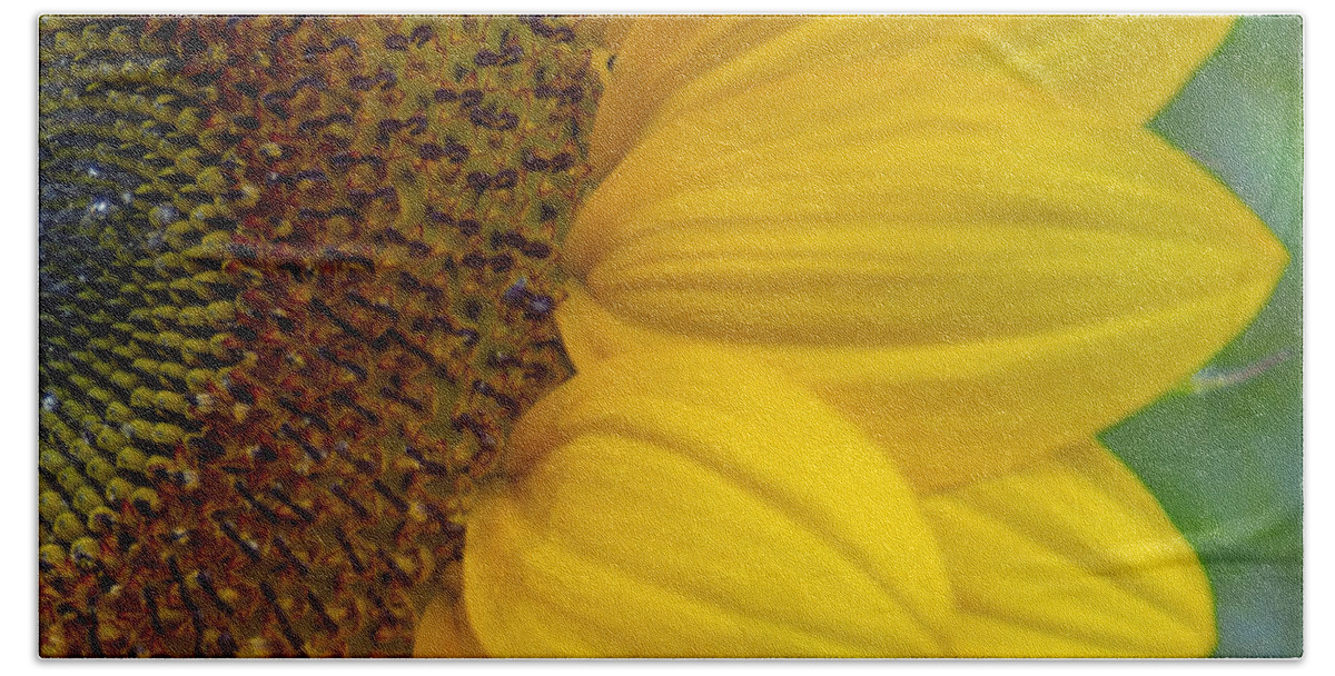 Flower Beach Towel featuring the photograph Sunflower Closeup by Allen Nice-Webb