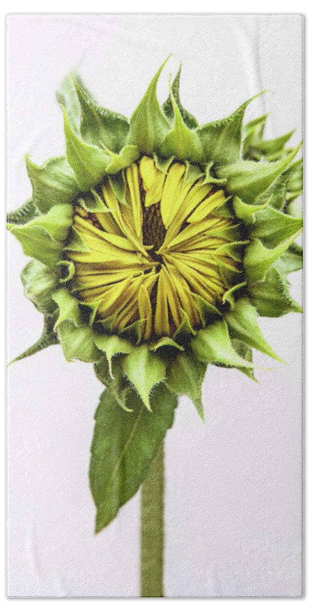 Sunflower Beach Sheet featuring the photograph Sunflower by Diane Diederich