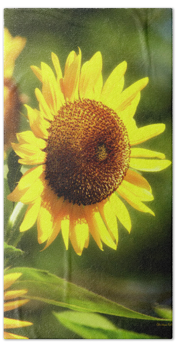 Sunflower Beach Sheet featuring the photograph Sunflower Field by Christina Rollo