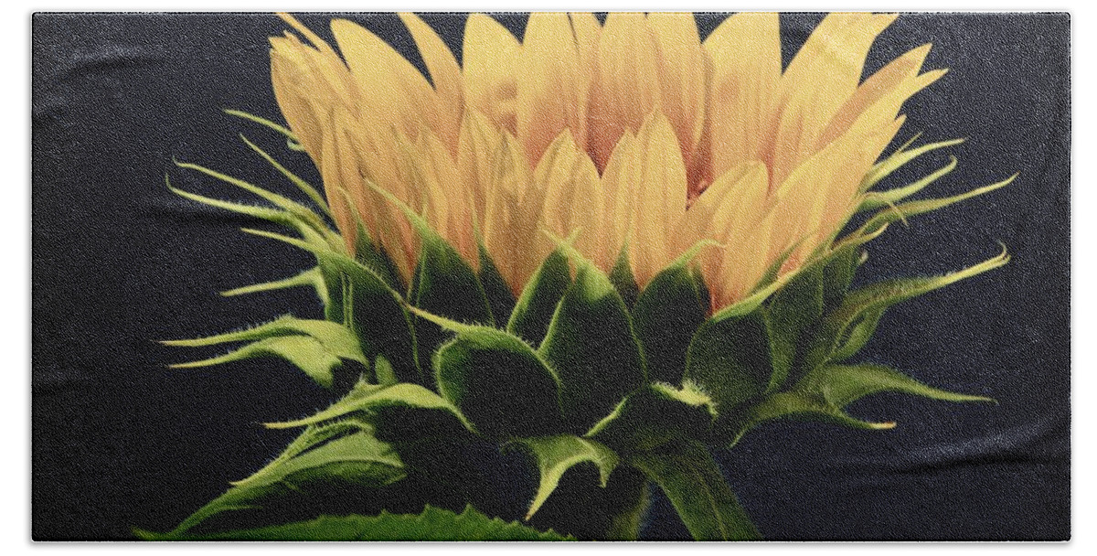 Grinter Beach Towel featuring the photograph Sunflower Foliage and Petals by Chris Berry