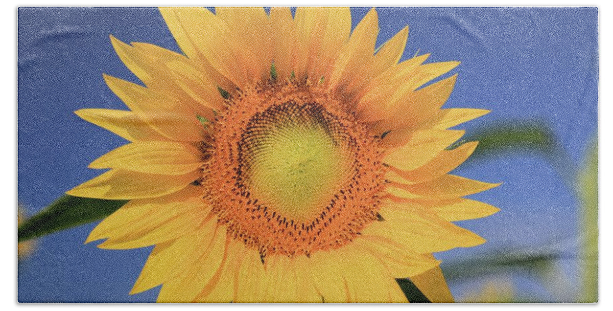 Photosbymch Beach Towel featuring the photograph Sunflower by M C Hood