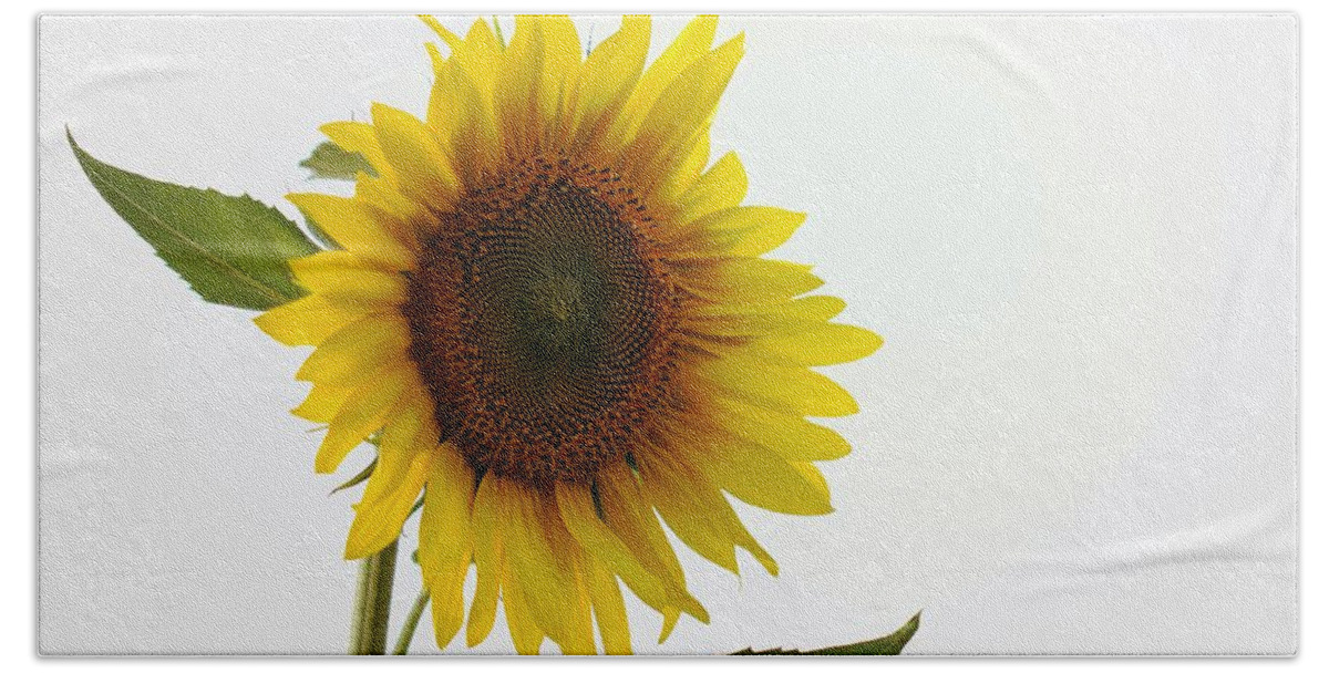 Skompski Beach Towel featuring the photograph Sunflower Minimal by Joseph Skompski