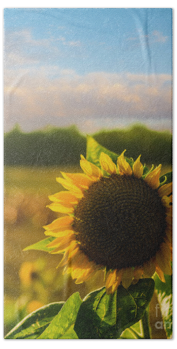 Sunflower Beach Towel featuring the photograph Sunflower Patch by Alissa Beth Photography