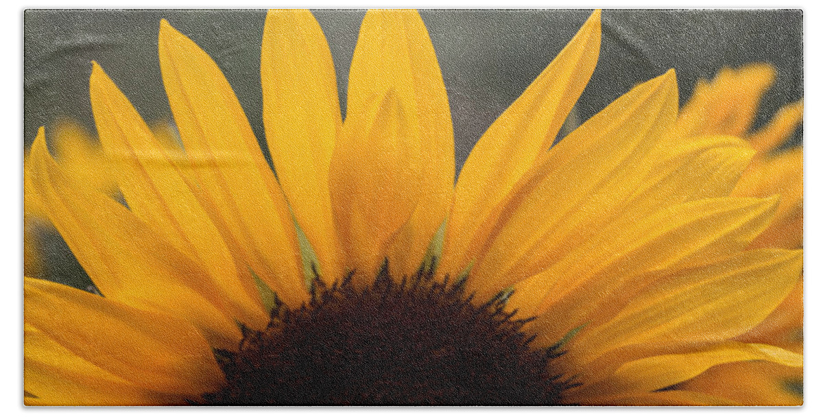 Sunflower Beach Towel featuring the photograph Sunflower Petals by Arlene Carmel