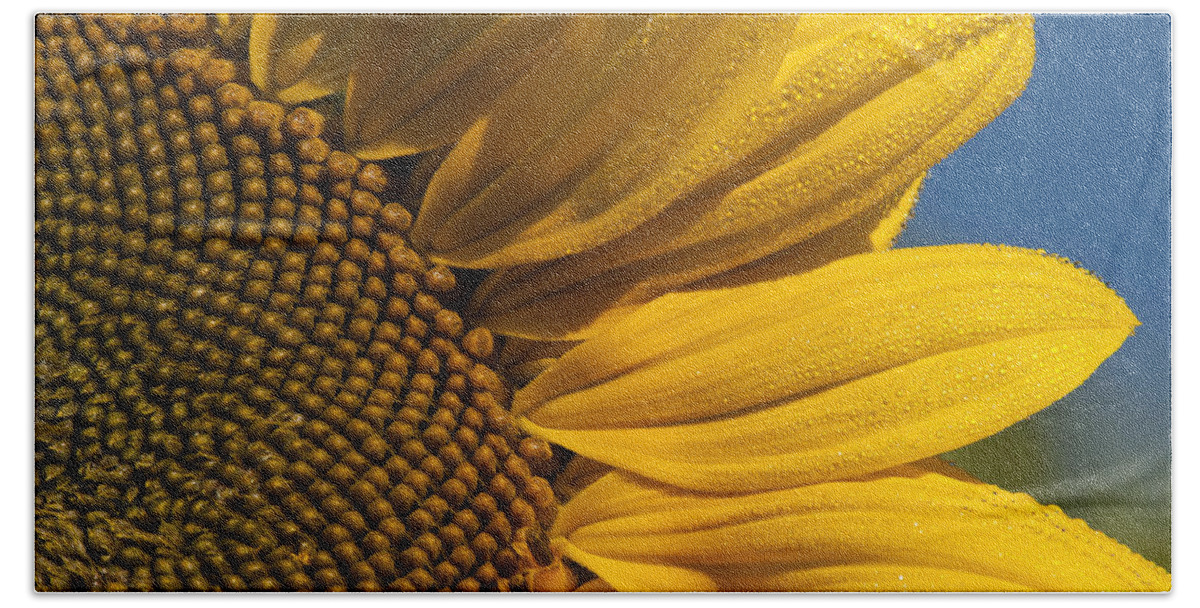 Annuals Beach Towel featuring the photograph Sunflower by Robert Potts