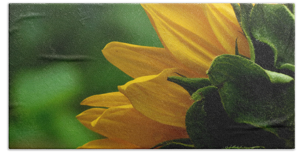 Adrian-deleon Beach Sheet featuring the photograph SunFlower Series I by Adrian De Leon Art and Photography