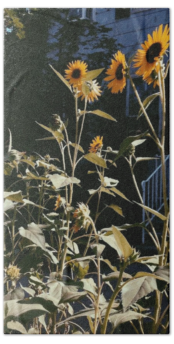 Sunflower Beach Towel featuring the photograph Sunflowers by Annie Walczyk
