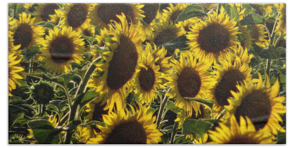 +pixels Beach Towel featuring the photograph Sunflowers in Avignon-04 by Christopher Plummer