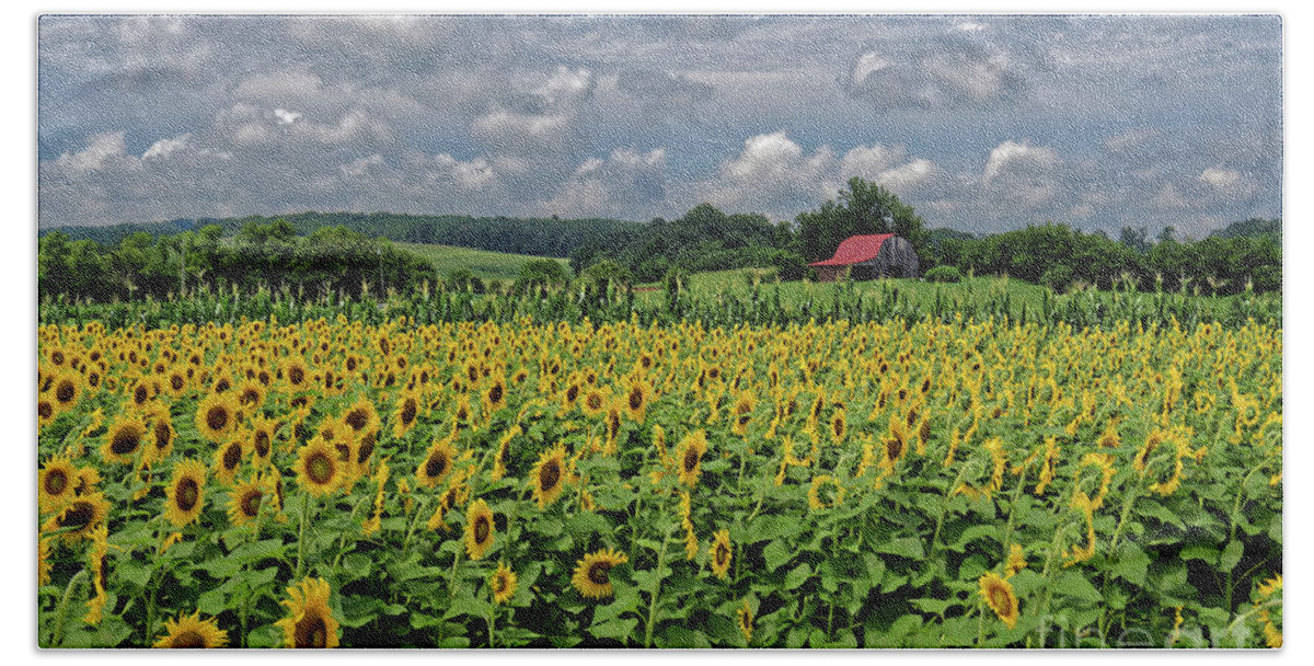Sunflower Beach Sheet featuring the photograph Sunflowers With Barn by Paul Mashburn