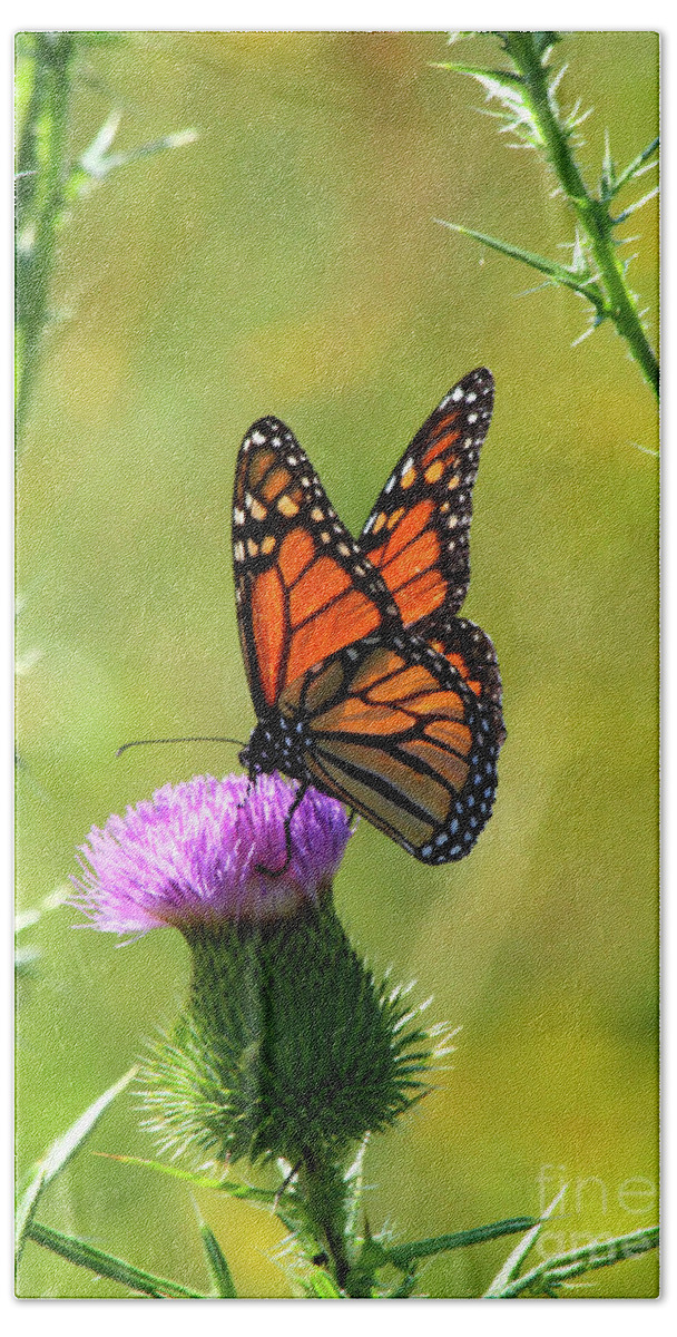 Butterfly Beach Towel featuring the photograph Sunlit Monarch by Paula Guttilla
