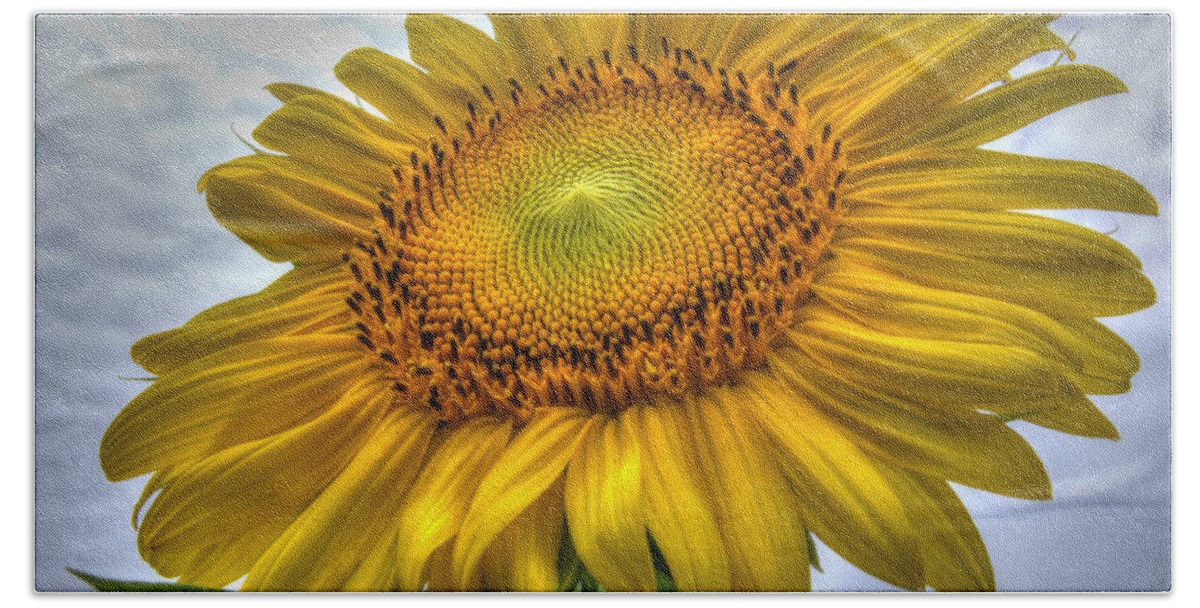 Sunflower Beach Towel featuring the photograph Sunny Side Up by Charlotte Schafer