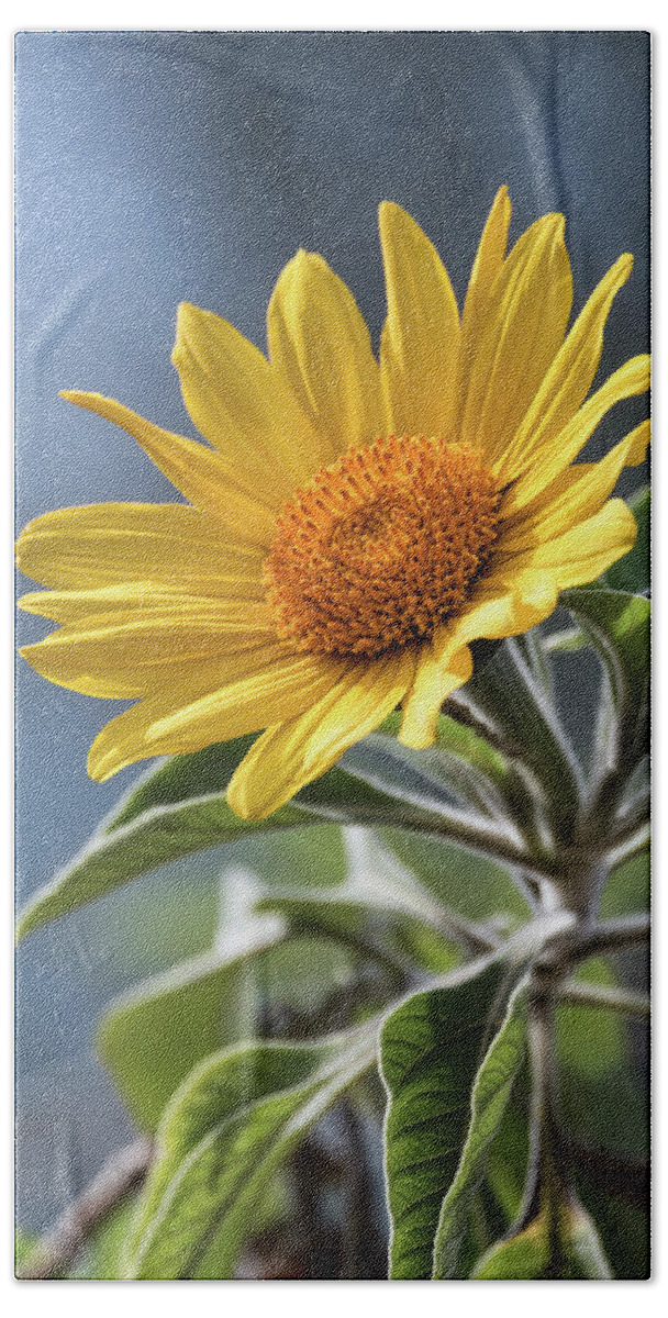 Sunflower Beach Towel featuring the photograph Sunny Side Up by Saija Lehtonen