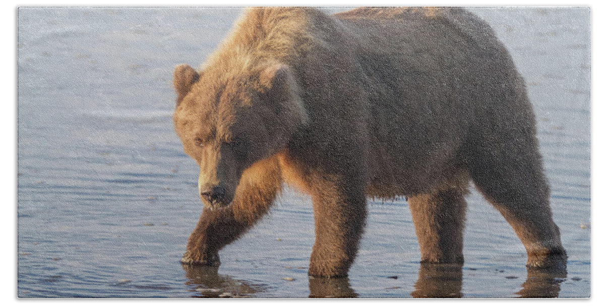 Alaska Beach Towel featuring the photograph Sunshine Bear by Chris Scroggins