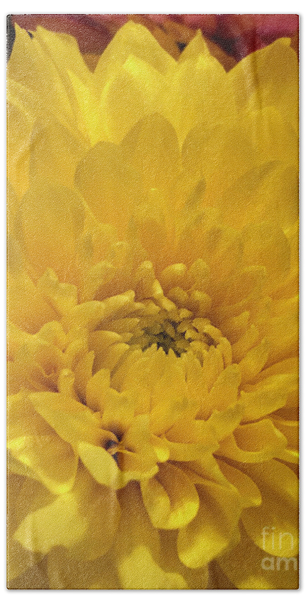 Flower Beach Towel featuring the photograph Sunshine Chrysanthemum by CAC Graphics