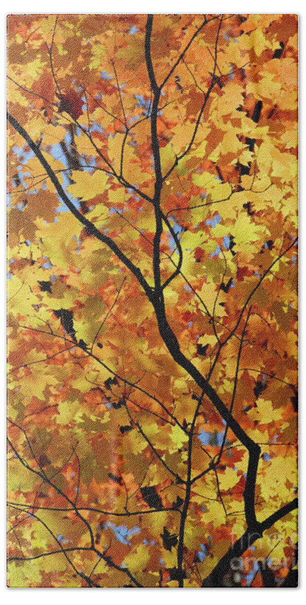 Fall Beach Towel featuring the photograph Sunshine in maple tree by Elena Elisseeva