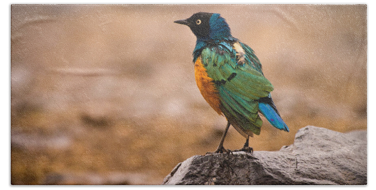 3scape Photos Beach Sheet featuring the photograph Superb Starling by Adam Romanowicz