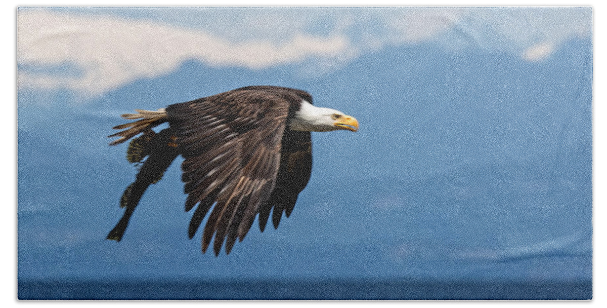 Bald Eagle Beach Towel featuring the photograph Sushi To Go by Randy Hall