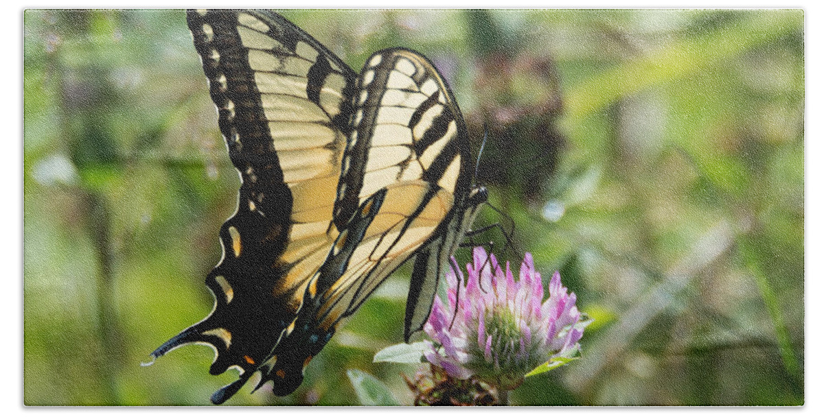 Butterfly Beach Towel featuring the photograph Swallowtail Butterfly by Holden The Moment