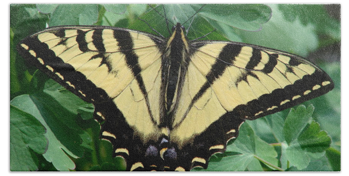 Swallowtail Beach Towel featuring the photograph Swallowtail butterfly by Liz Vernand